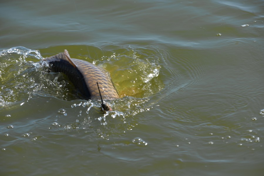 DSC_7401.jpg