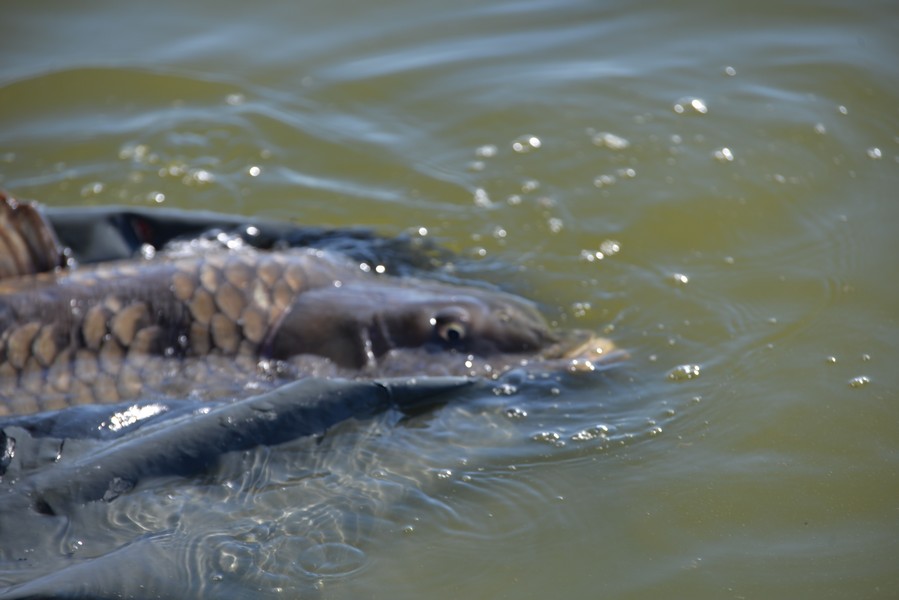 DSC_7523.jpg