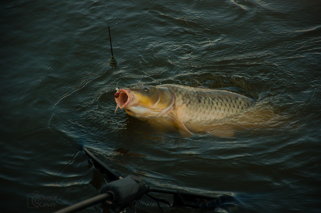 carpbook (99 of 185).jpg