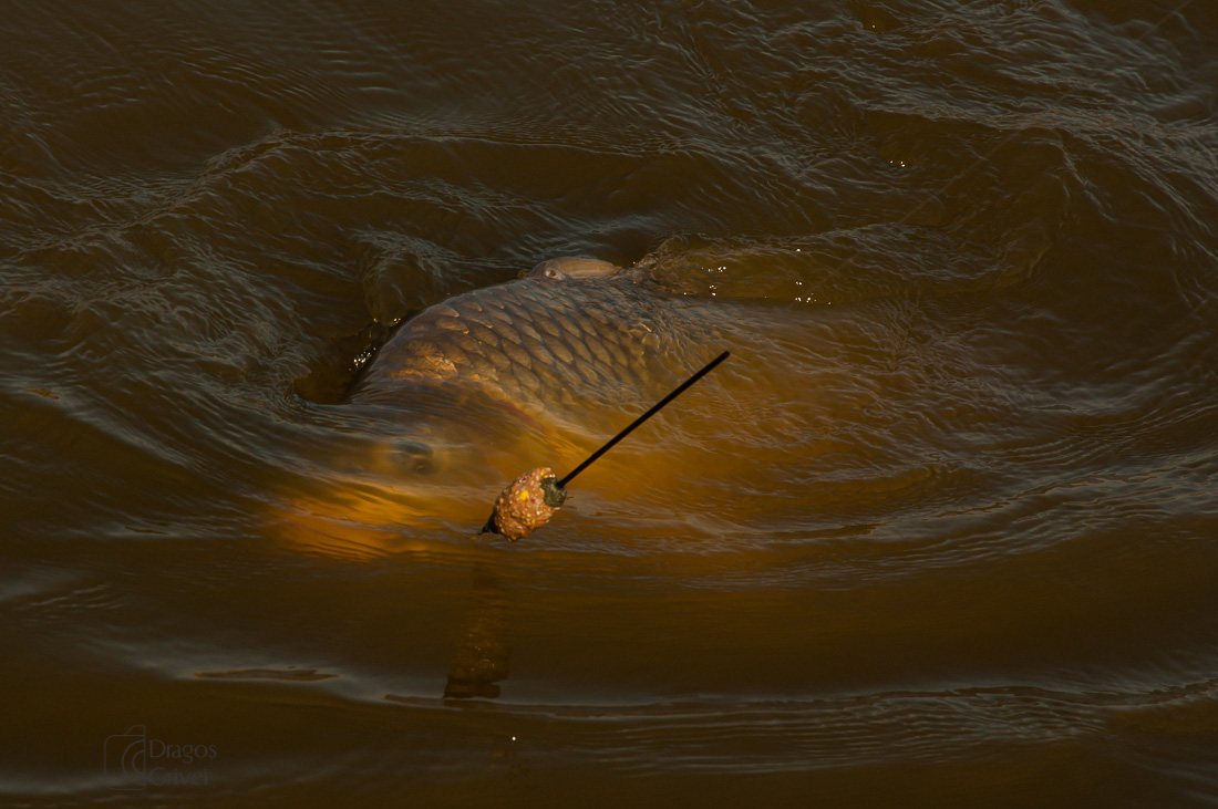 carpbook (104 of 185).jpg
