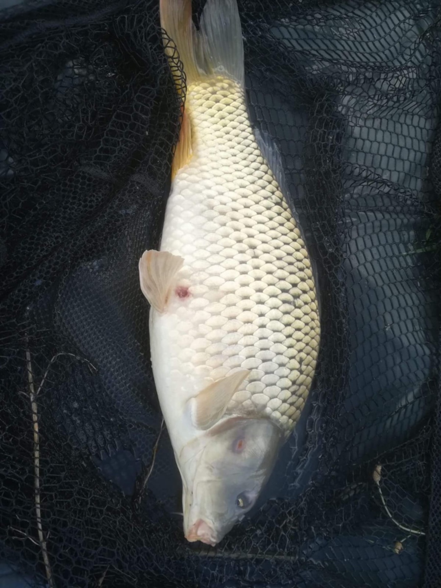 WhatsApp Image 2018-05-28 at 11.15.42(3).jpg