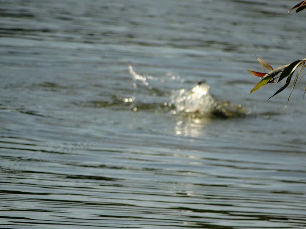 DSC03326 (Copy).JPG