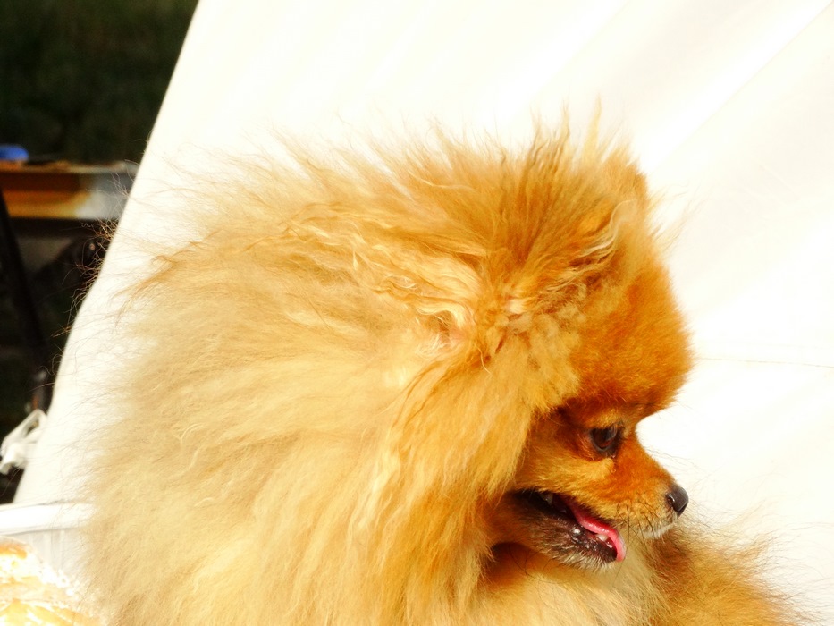 DSC04351 (Copy).JPG