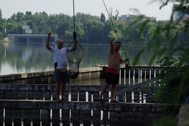 iar adulti culeg roadele.JPG