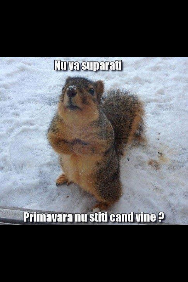 poză VEVE.PNG