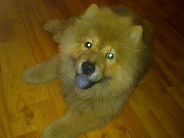 chowchow.jpg.jpg