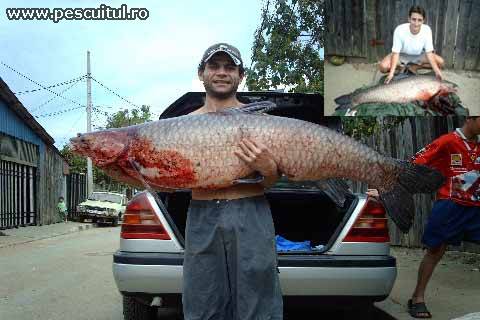 38Kg.jpg