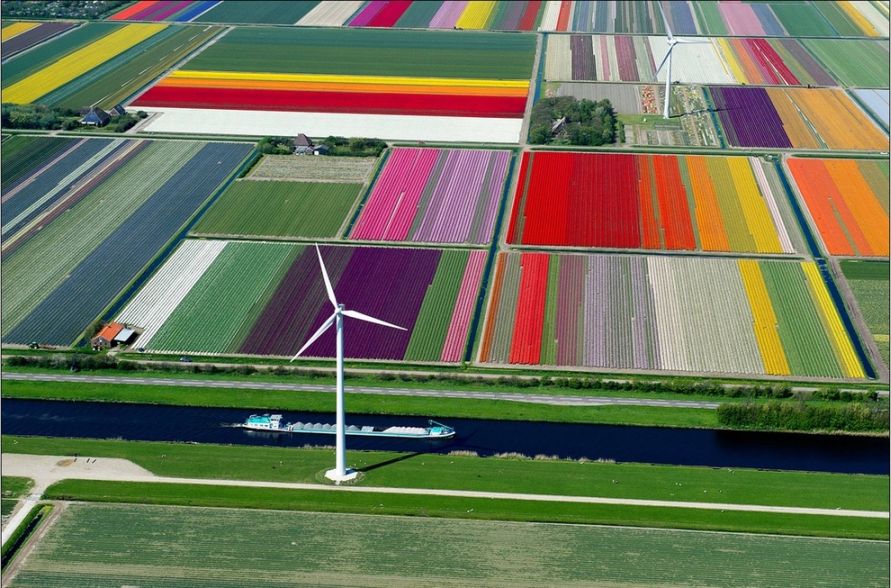 tulips2.jpg