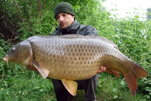 Large-Carp2.jpg