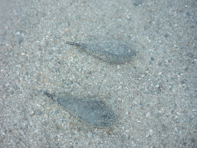 P1060031.JPG