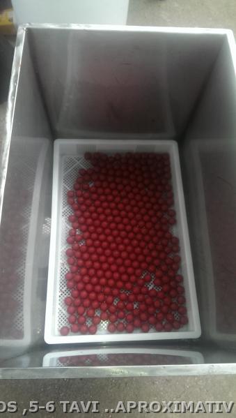 IMAG2384.jpg
