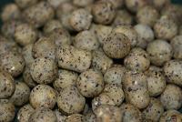 325_tiger nut...JPG