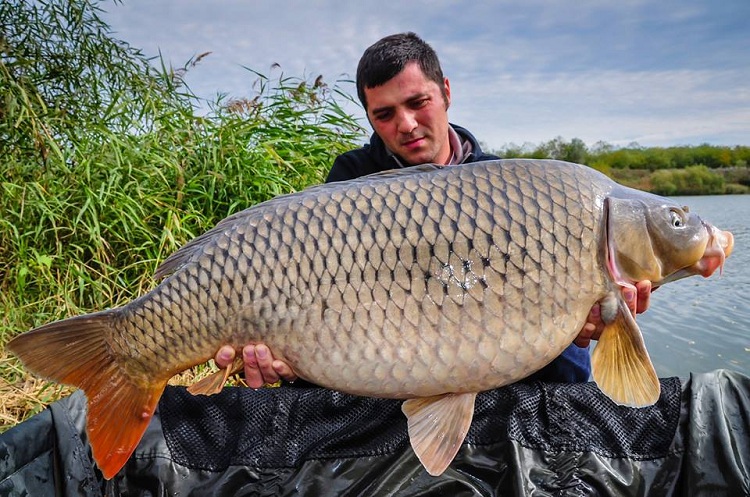 Arghirescu Dan 18,200 kg Varlaam.jpg