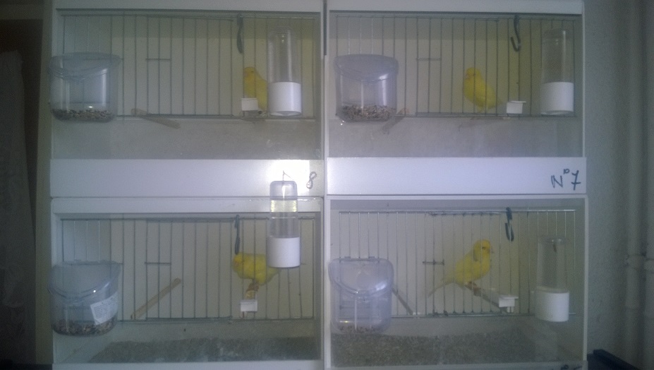 CANARI.jpg