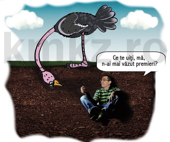 strutul-si-ponta-concediu-zoo-kmkz.jpg