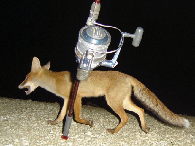 Fox.jpg