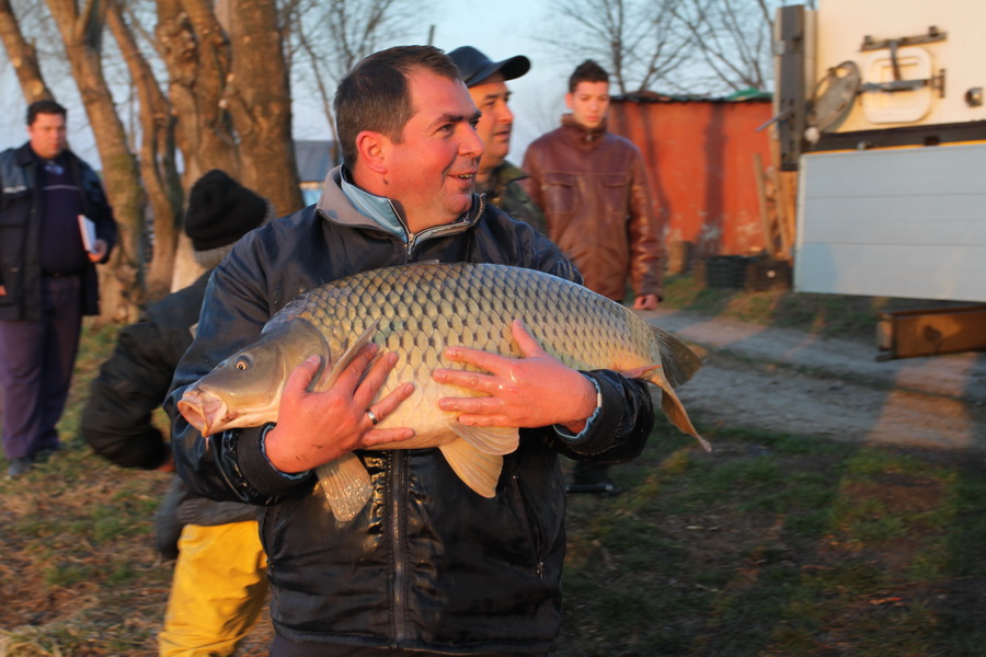 Greaca - populare 25 martie_08.jpg