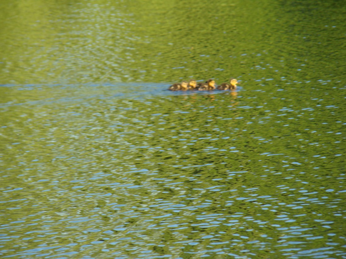 DSC05110 (Copy).JPG