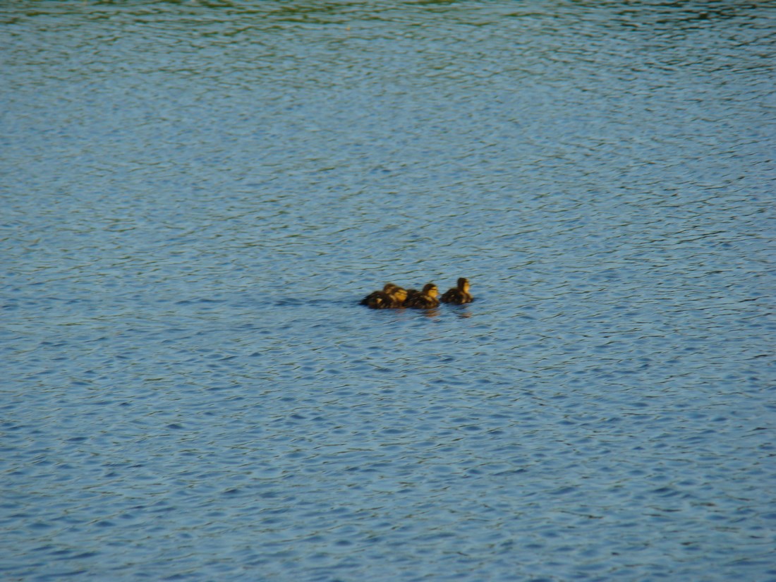 DSC05111 (Copy).JPG