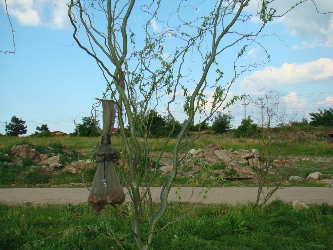 DSC05262 (Copy).JPG