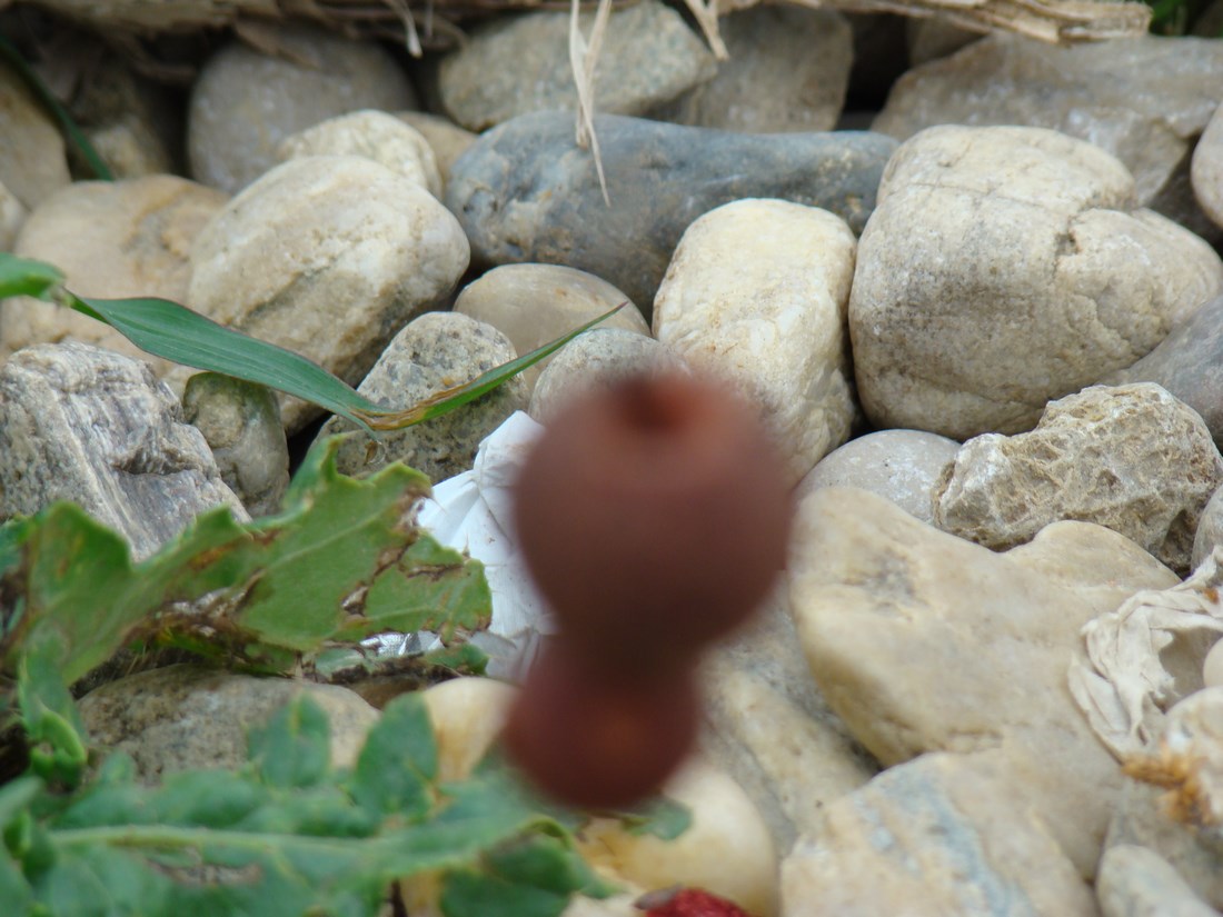 DSC05425 (Copy).JPG