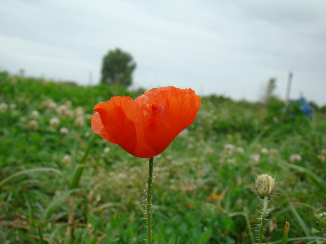 DSC05437 (Copy).JPG
