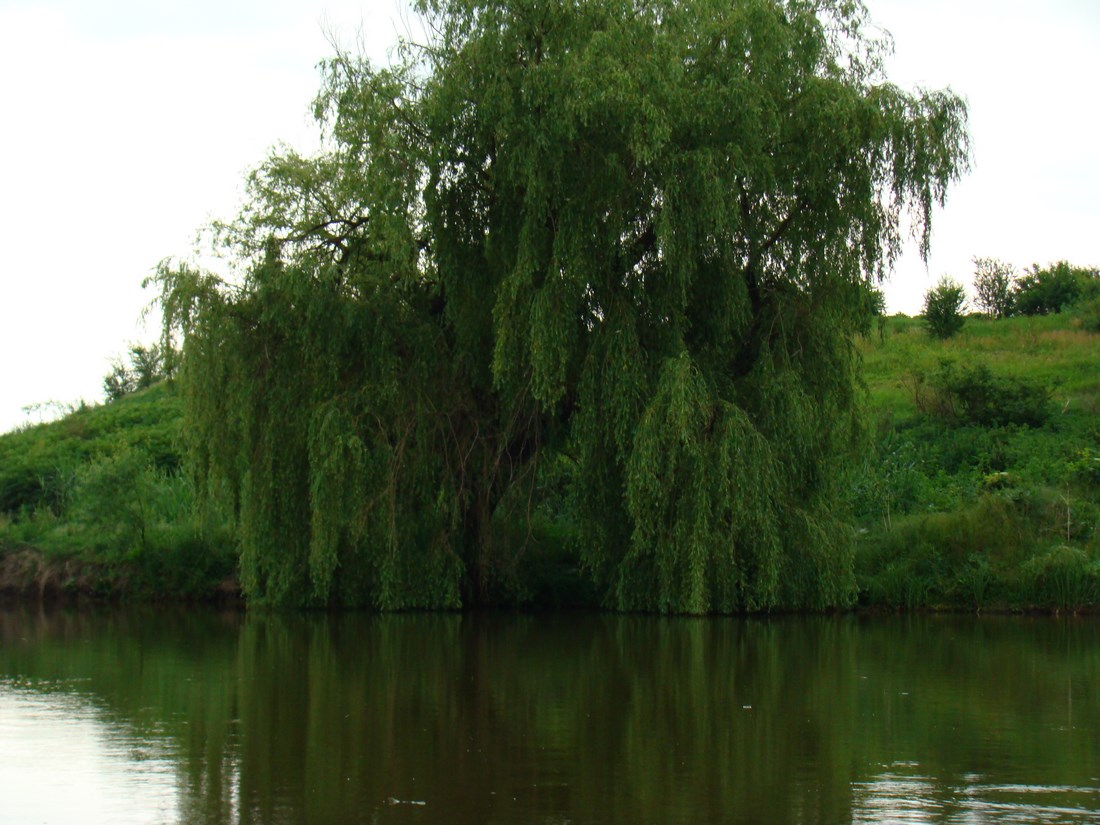 DSC05494 (Copy).JPG