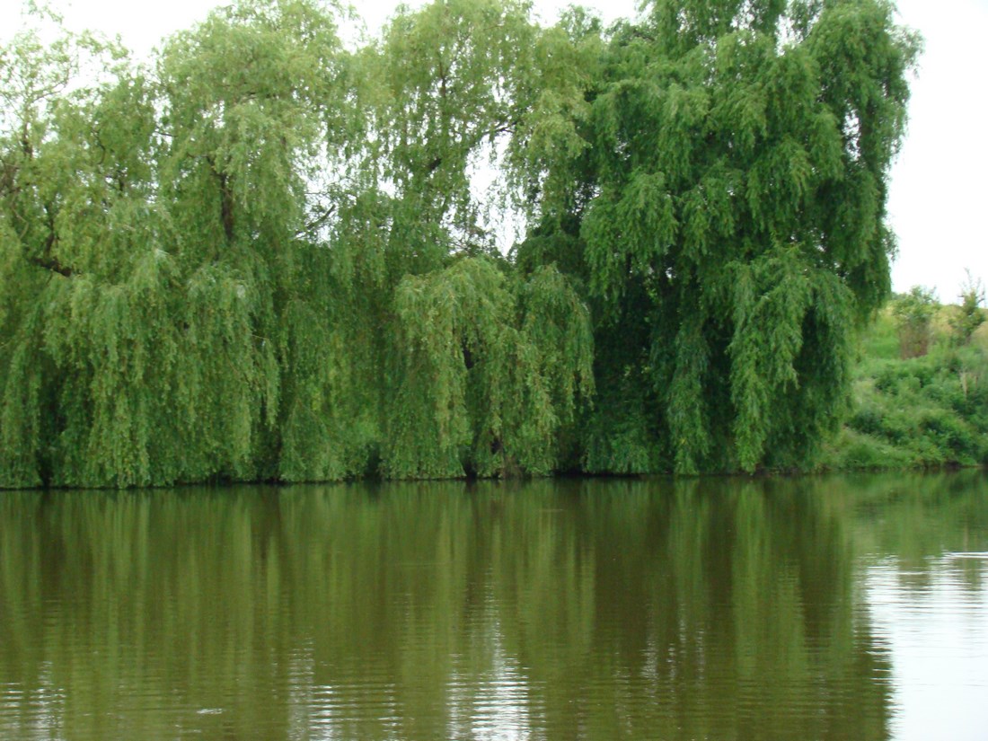 DSC05495 (Copy).JPG