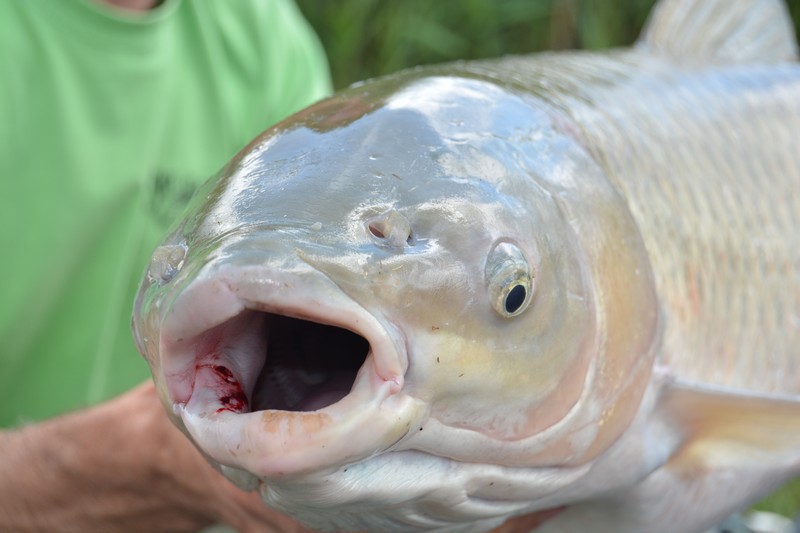 DSC_4260.jpg