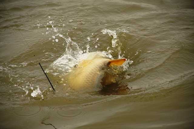 IMG_7511.JPG