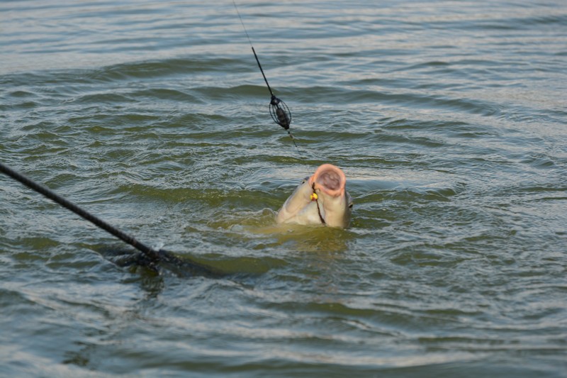 DSC_1379.jpg