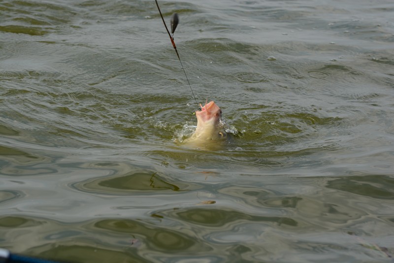 DSC_1465.jpg