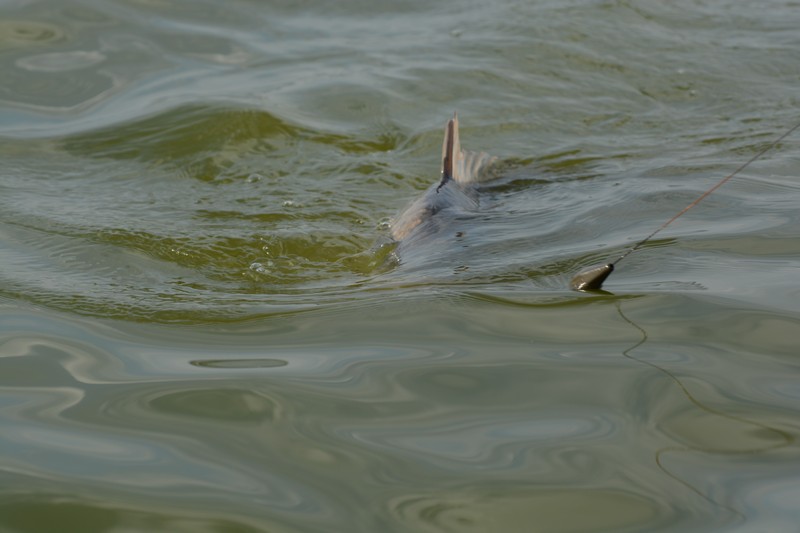DSC_1478.jpg