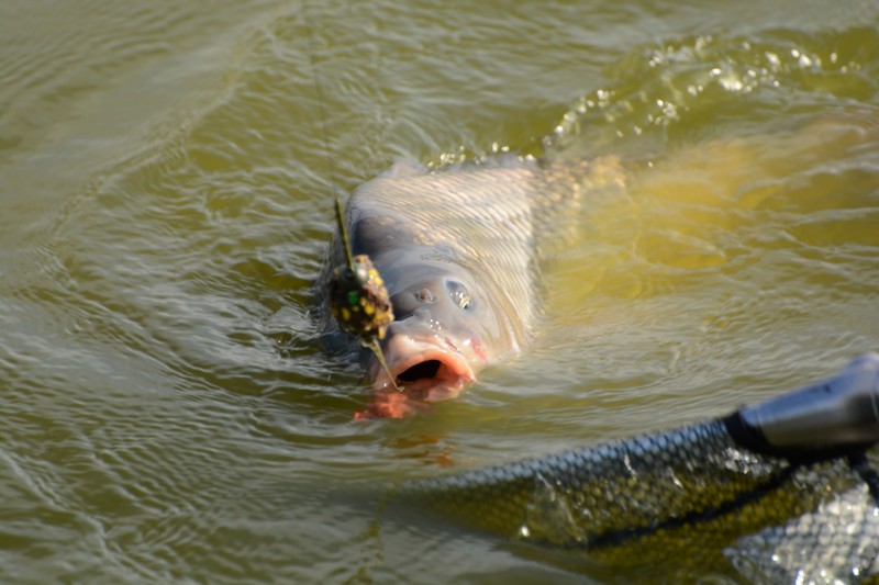 DSC_1707.jpg