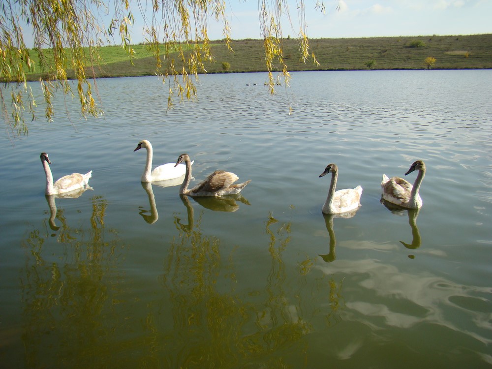 DSC09770 (Copy).JPG