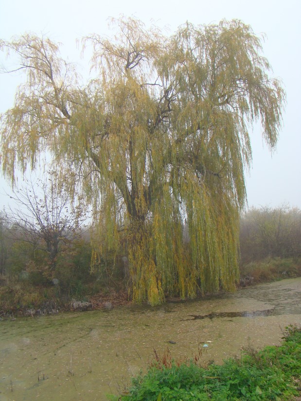 DSC00544 (Copy).JPG
