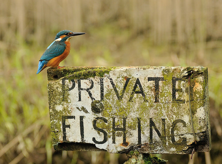 perfect-kingfisher.jpg