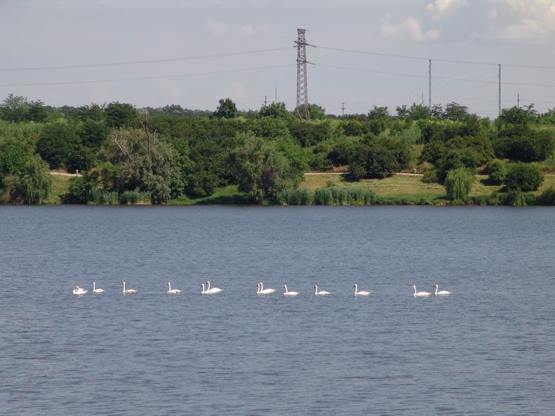Lebede pe Tancabesti 1