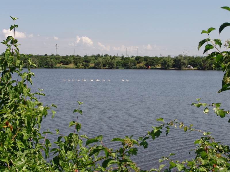 Lebede pe Tancabesti 1