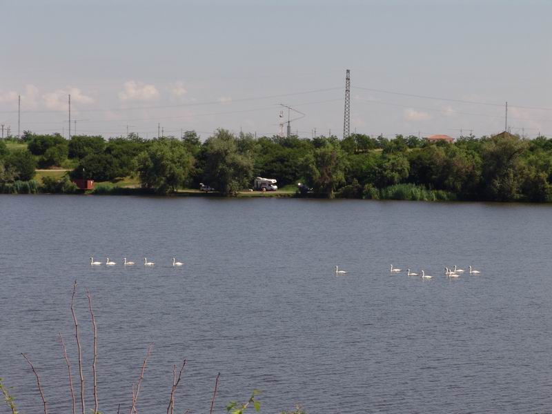 Lebede pe Tancabesti 1