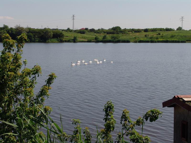 Lebede pe Tancabesti 1