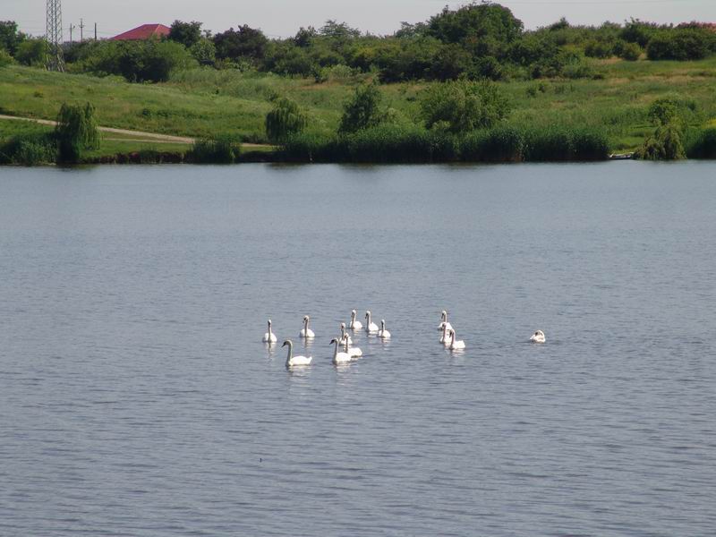 Lebede pe Tancabesti 1