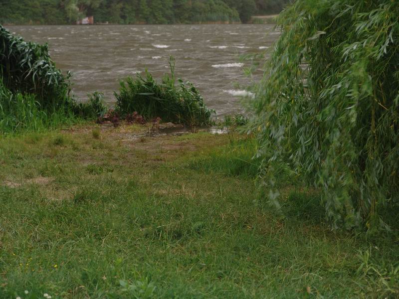 Rate la adapost de urgia furtunii