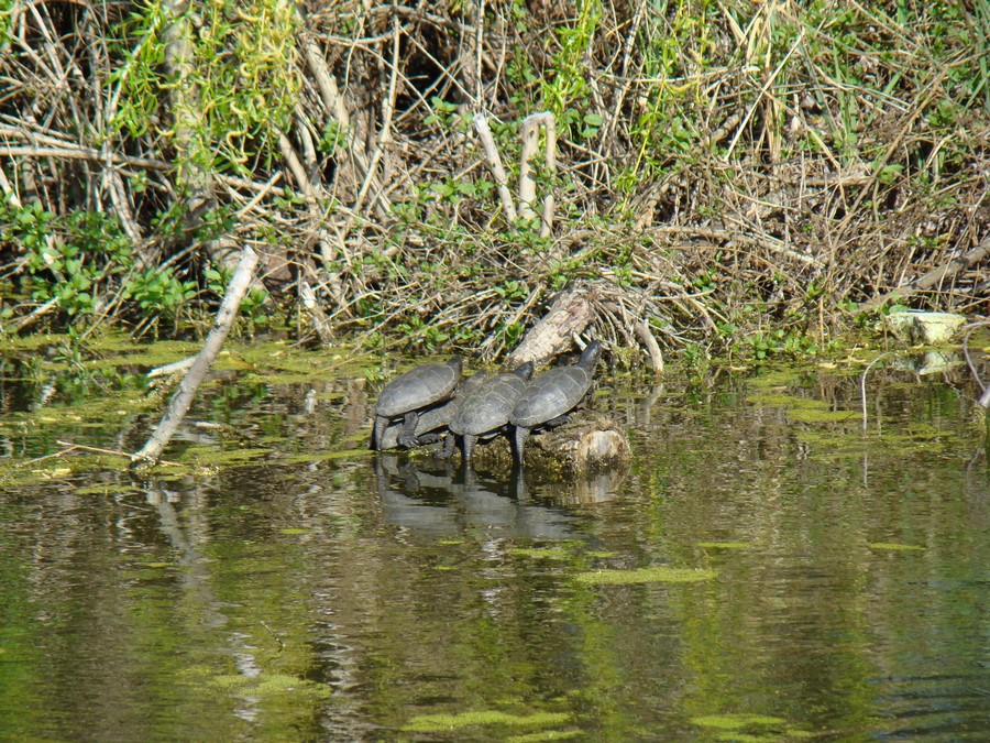 DSC01145 (Copy).JPG