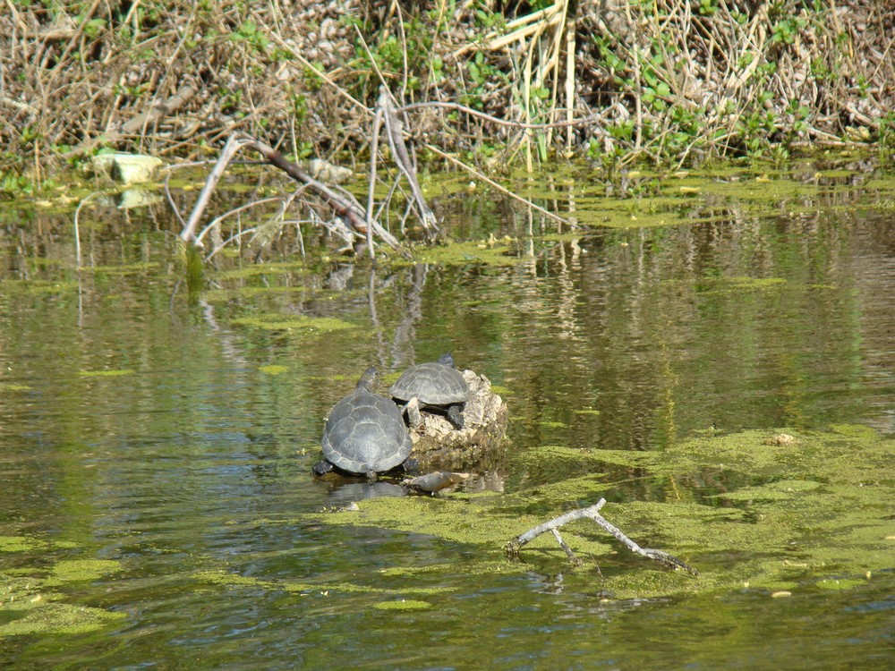 DSC01144 (Copy).JPG