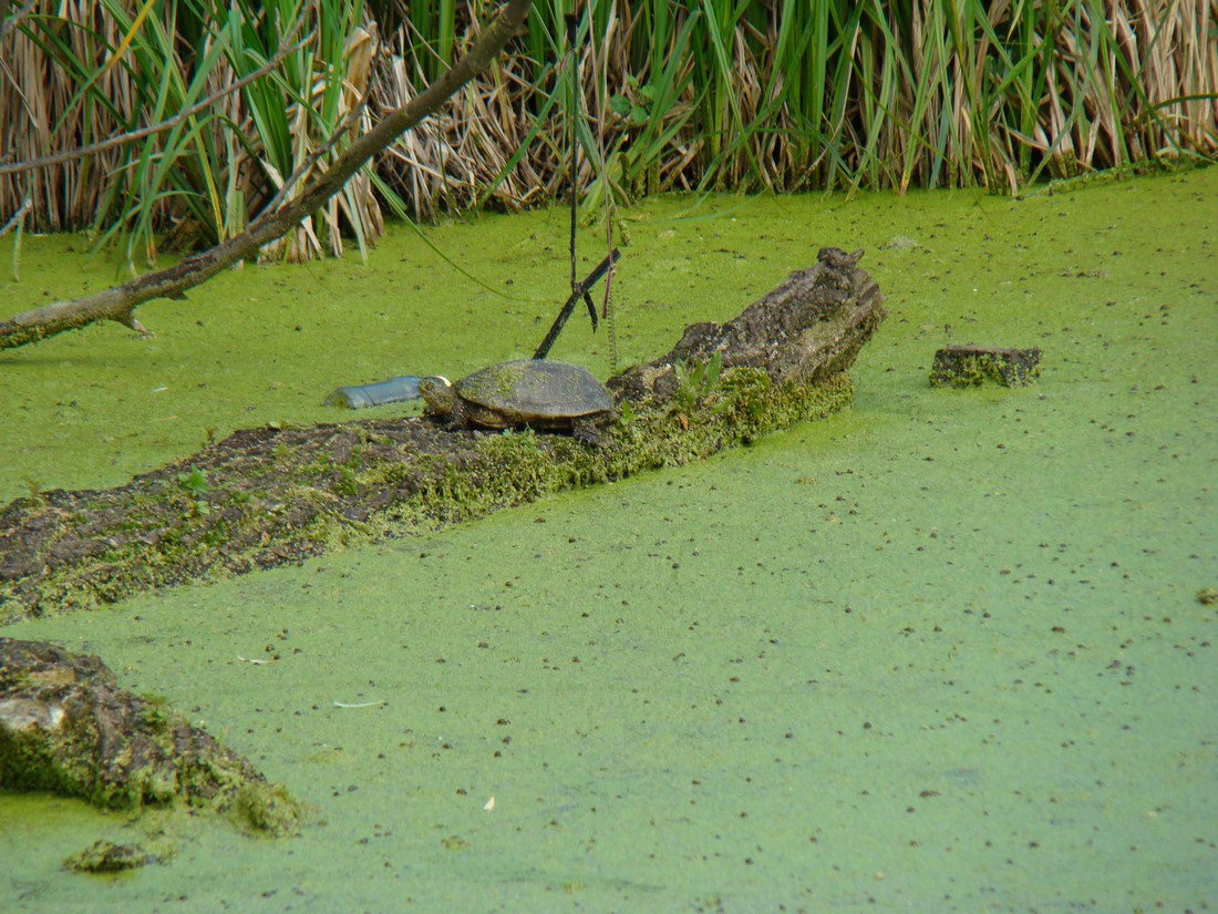 DSC01986 (Copy).JPG
