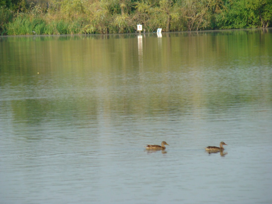 DSC03350 (Copy).JPG